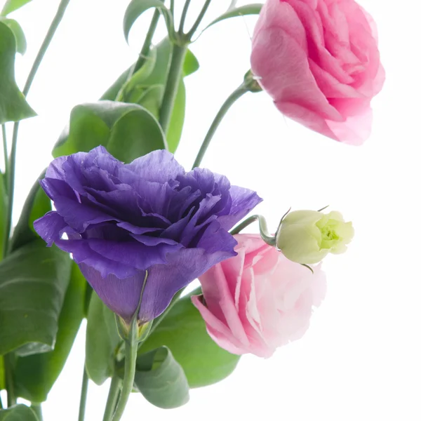 Barevné květy — Stock fotografie