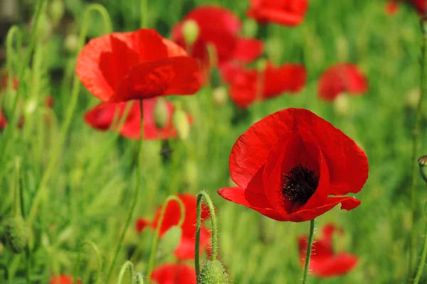 Poppies — Stock Photo, Image