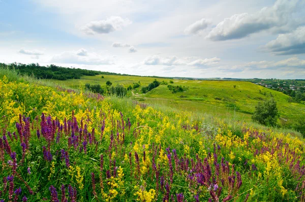 Paisaje con flores silvestres — Foto de Stock