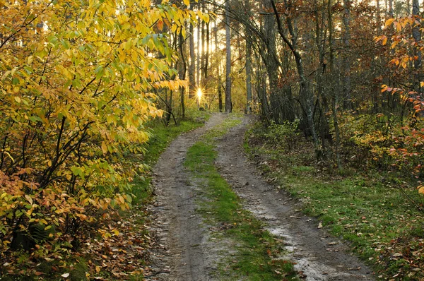 Strada forestale — Foto Stock