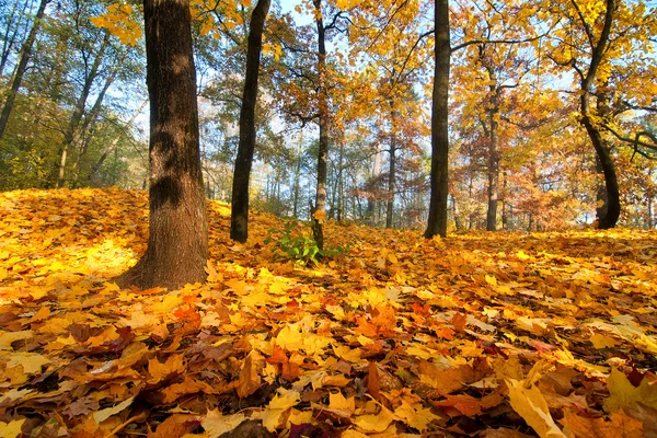 Золота осінь листя — стокове фото