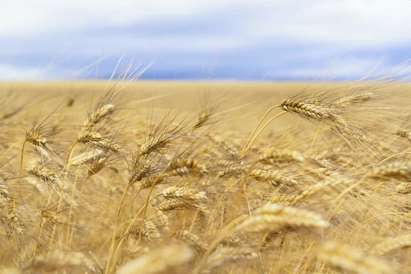 Wheat in the field — Stock Photo, Image