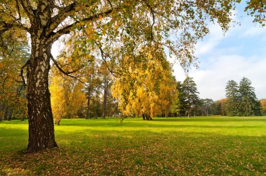 Sonbahar Bahçe çim
