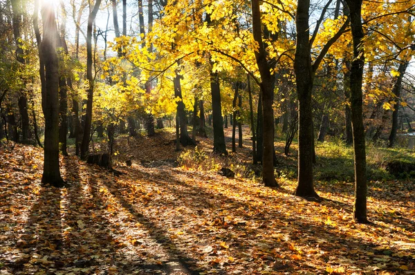 Gouden herfst — Stockfoto