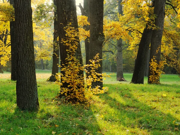 Dęby na jesień — Zdjęcie stockowe