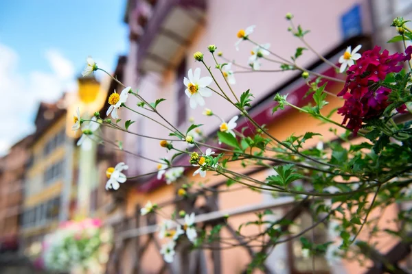 Flores de rua — Fotografia de Stock