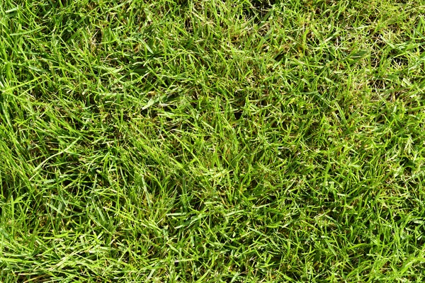 Grass background — Stock Photo, Image