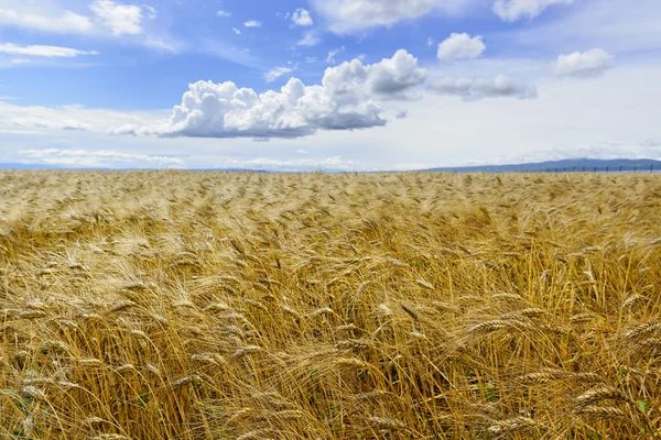 Buğday tarlası manzarası — Stok fotoğraf