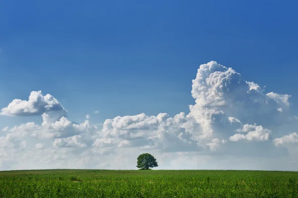 Árvore solitária — Fotografia de Stock