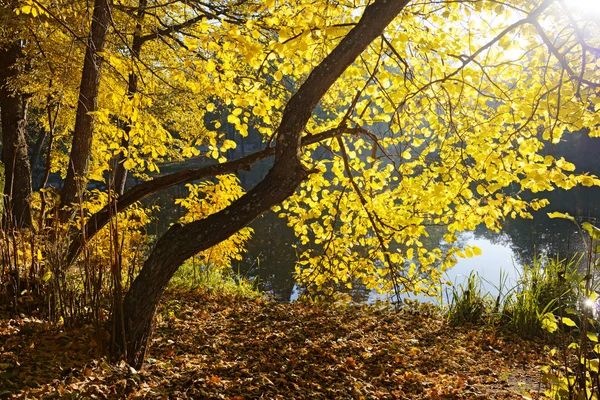 Herbstszene — Stockfoto