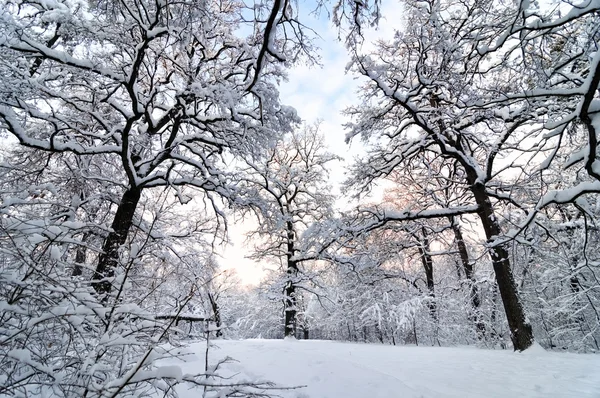 Winterzonsondergang — Stockfoto