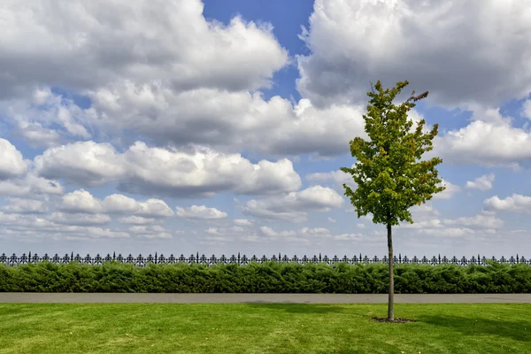 Single tree landscape — Stock Photo, Image