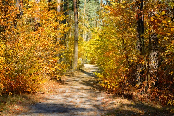 Estrada na floresta — Fotografia de Stock