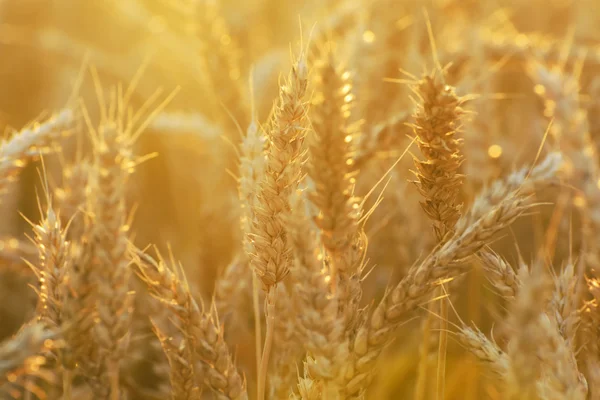 Wheat background — Stock Photo, Image