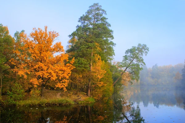 Fall forest near lake — Stock Photo, Image