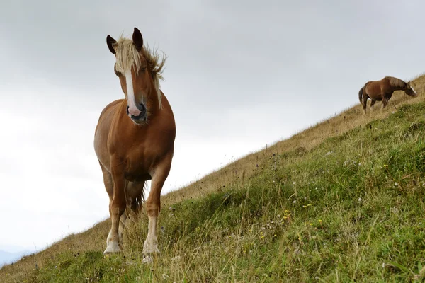 Grazende paarden — Stockfoto