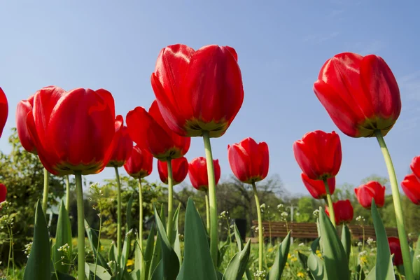 Tulipánok a kertben — Stock Fotó