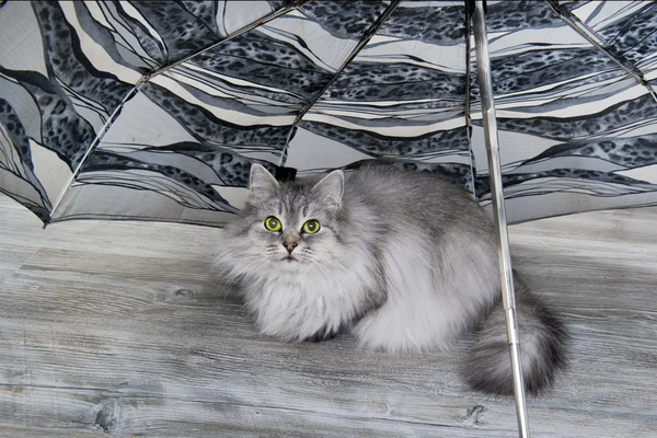 Šedá kočka pod deštníkem — Stock fotografie