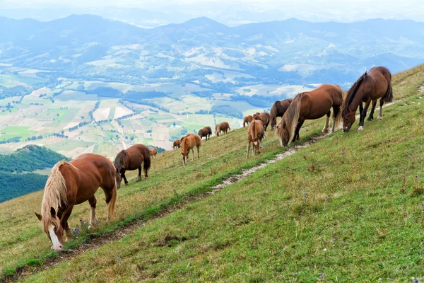 Cavalos selvagens pastoreio — Fotografia de Stock