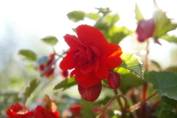 소프트 포커스 꽃 — 스톡 사진