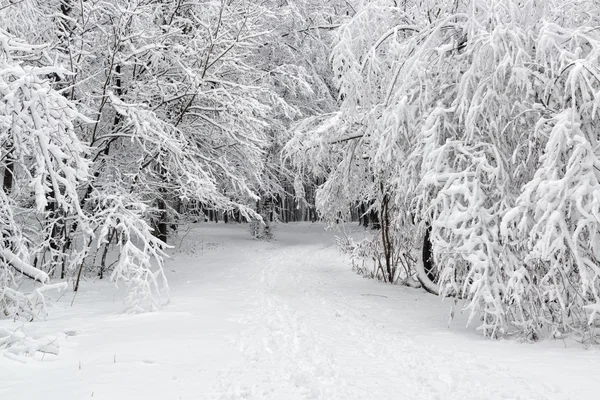 Bonita cena de inverno — Fotografia de Stock