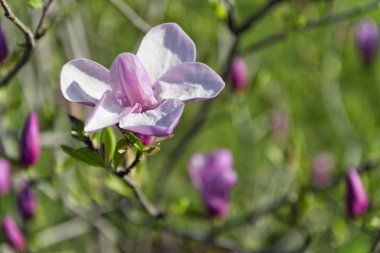 pembe Manolya çiçeği