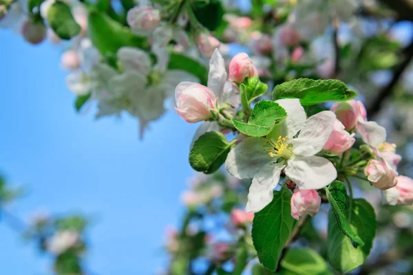 Flores de maçã fundo — Fotografia de Stock