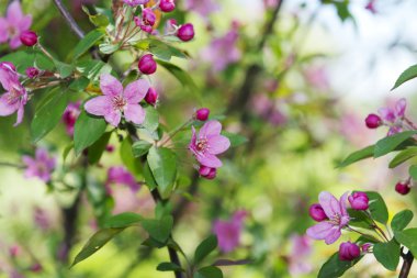 bahar çiçekleri arka planı