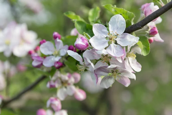 Flores de maçã primavera — Fotografia de Stock