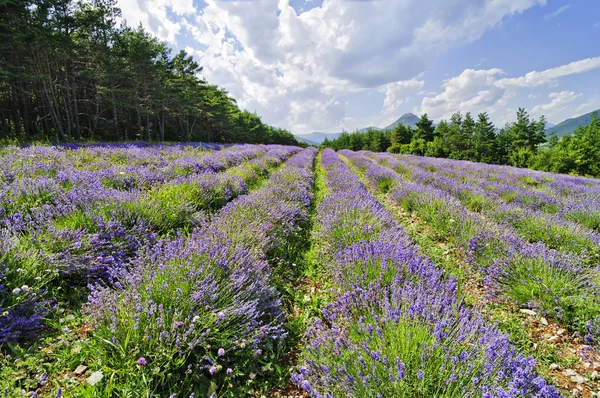 Small lavender field — Zdjęcie stockowe