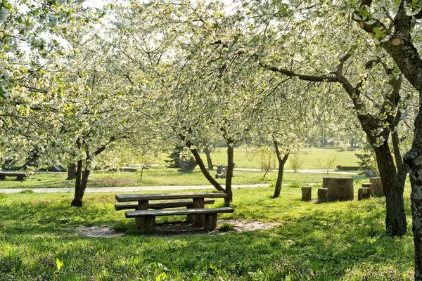 Floreciente jardín de cerezos — Foto de Stock