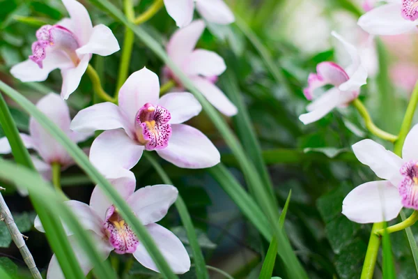 Orchids in a garden — Stock Photo, Image