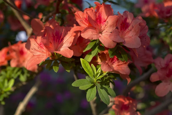 Цветы азалии — стоковое фото