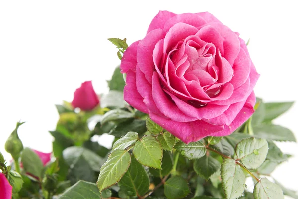 Schöner rosa Hintergrund — Stockfoto