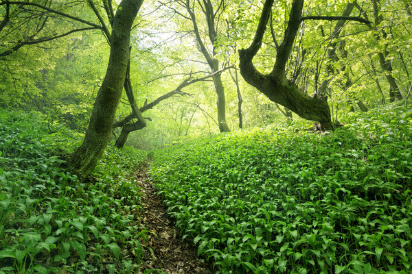 Wild garlic in the forest