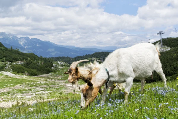 Bergsgetter — Stockfoto