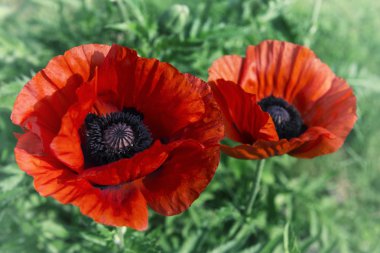 Poppies, eski stil görüntü