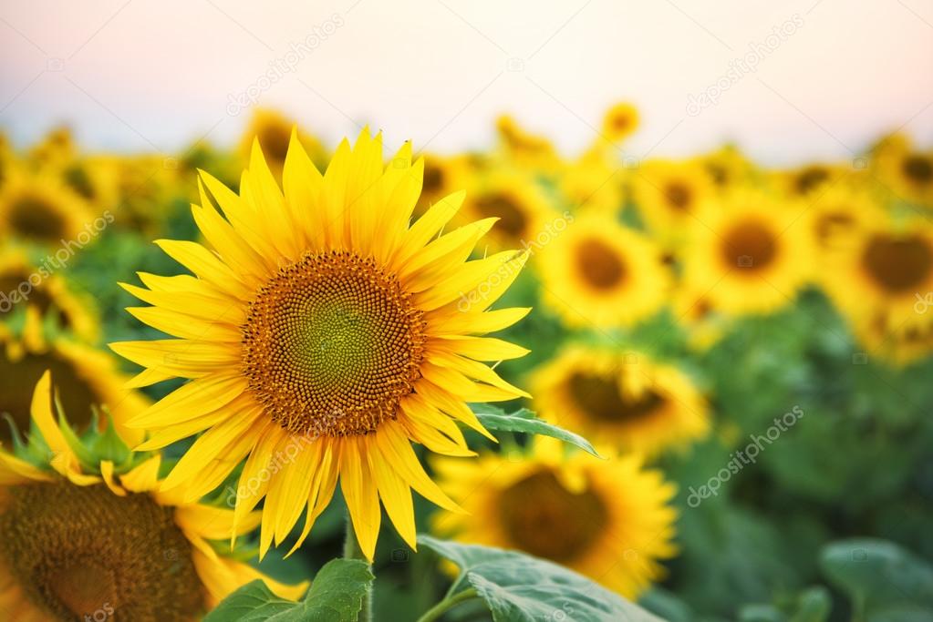 Sunflowers field at sunset