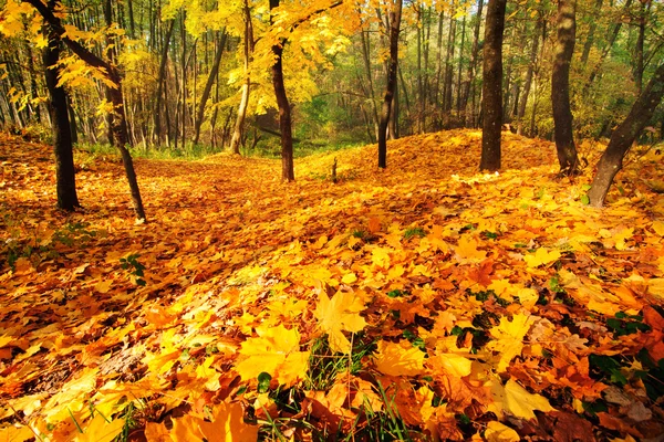 Parlak sonbahar manzara