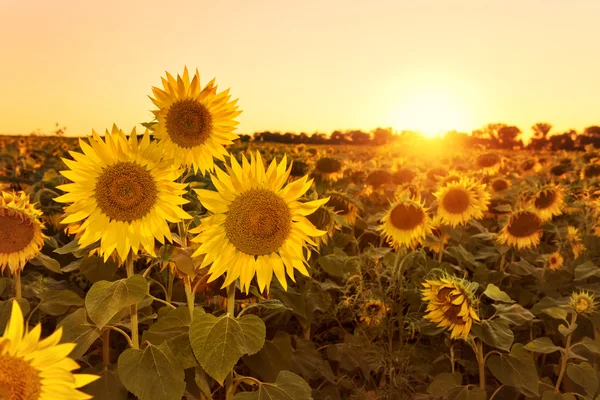 Соняшникове поле на заході сонця — стокове фото