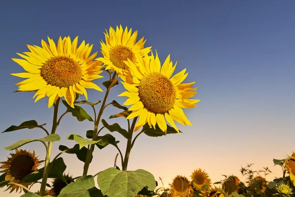 Tournesols au coucher du soleil — Photo