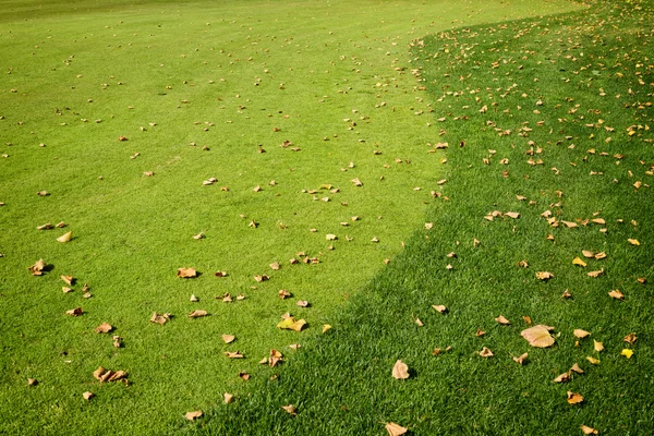 Grass and fall leaves — Stock Photo, Image