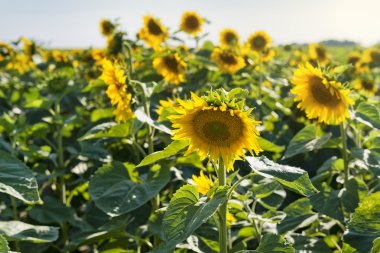 güzel ayçiçekleri alanı