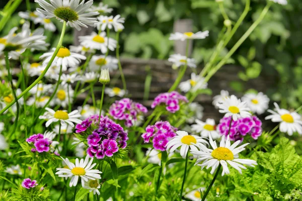 庭の花 — ストック写真