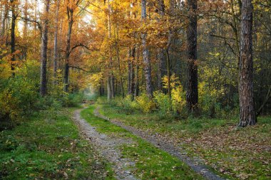 Sonbahar ormanda yol