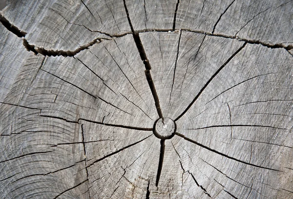 Madera agrietada seca —  Fotos de Stock