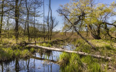 Küçük bir tabiatı Berlin yakınındaki nehirde
