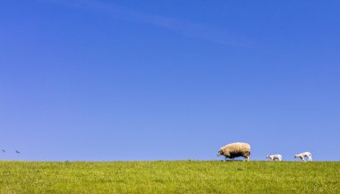 Sheep on a dyke on the North Sea in Germany clipart