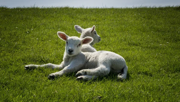 Kleine lammeren op de dijk aan de Noordzee — Stockfoto