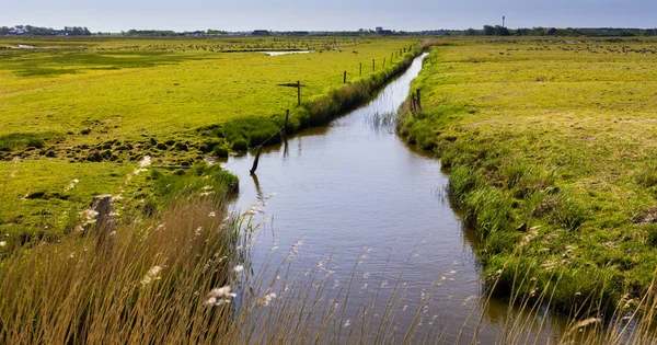 Små vattendrag på ett fält — Stockfoto